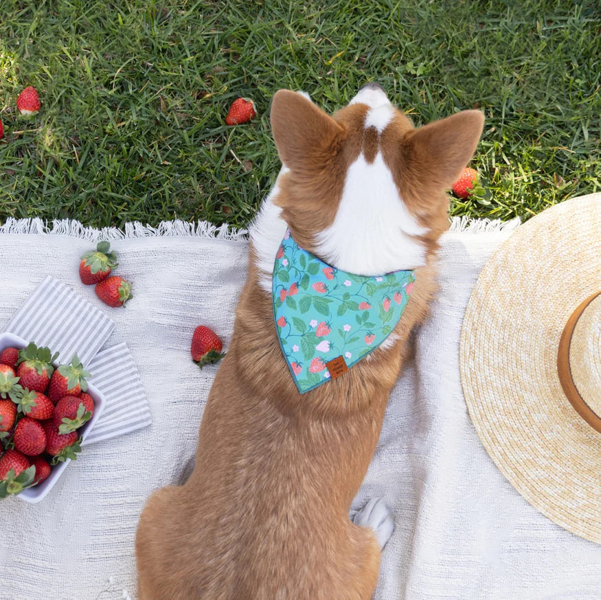 Dog and Cat Bandana: Berry Patch