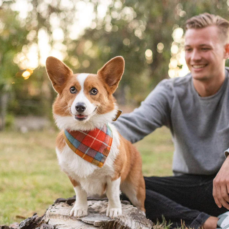 Dog and Cat Bandana: Buchanan Plaid Flannel