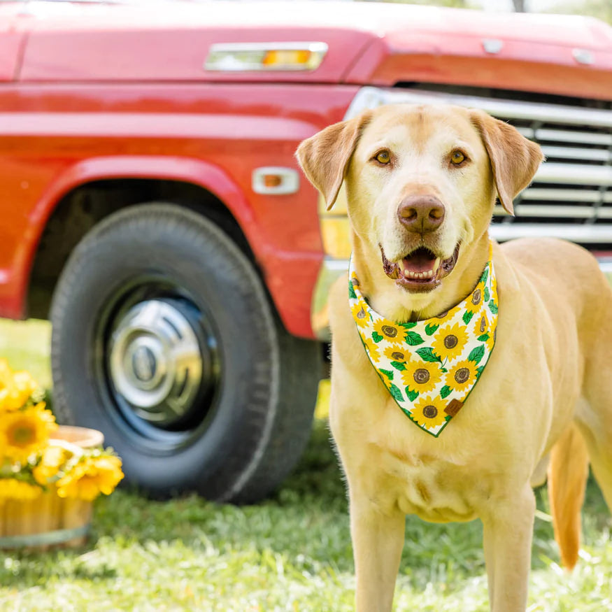 Dog and Cat Bandana: You are My Sunshine