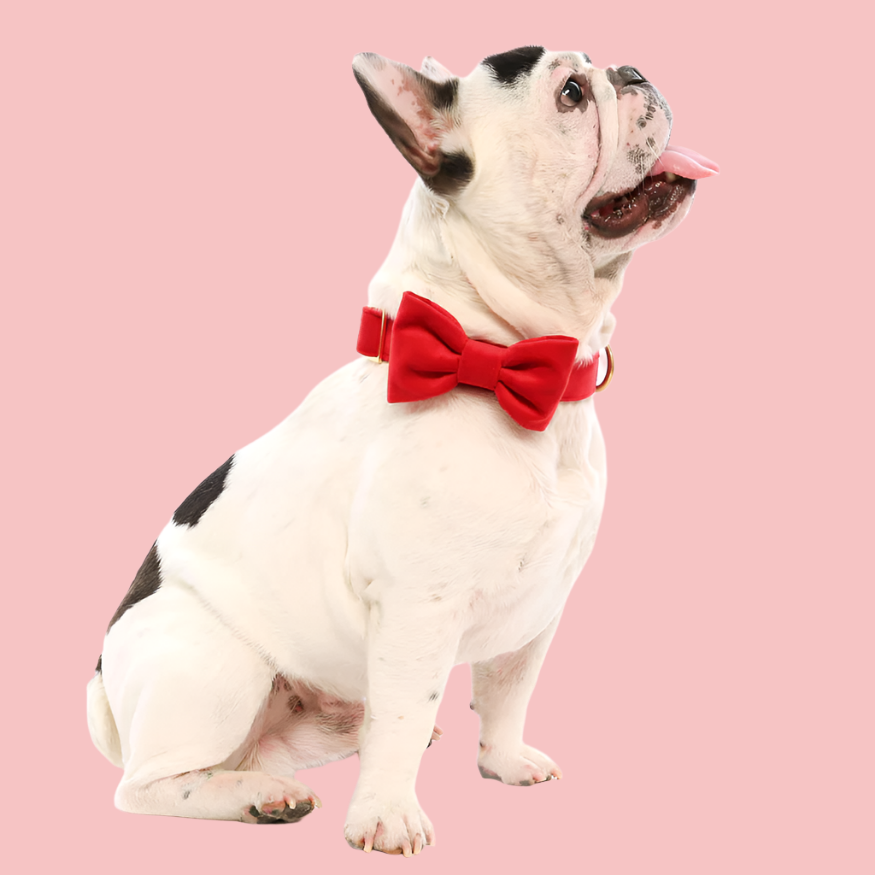 Dog and Cat Bowtie: Cranberry Velvet