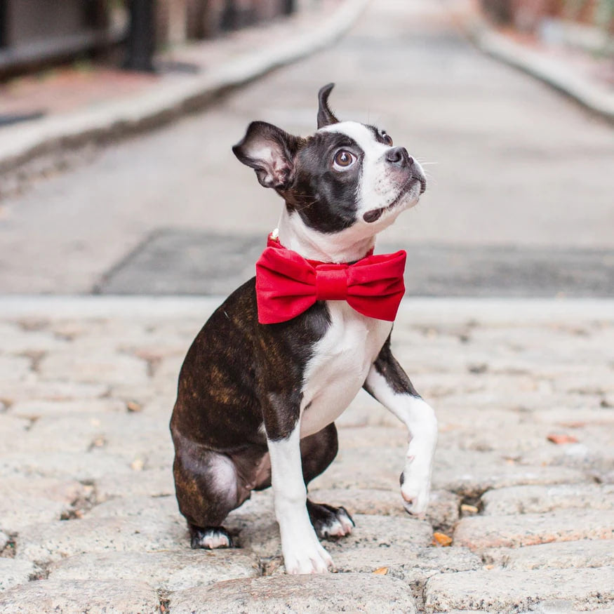 Dog and Cat Bowtie: Cranberry Velvet