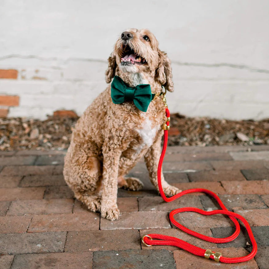 Dog and Cat Bowtie: Forest Green Velvet