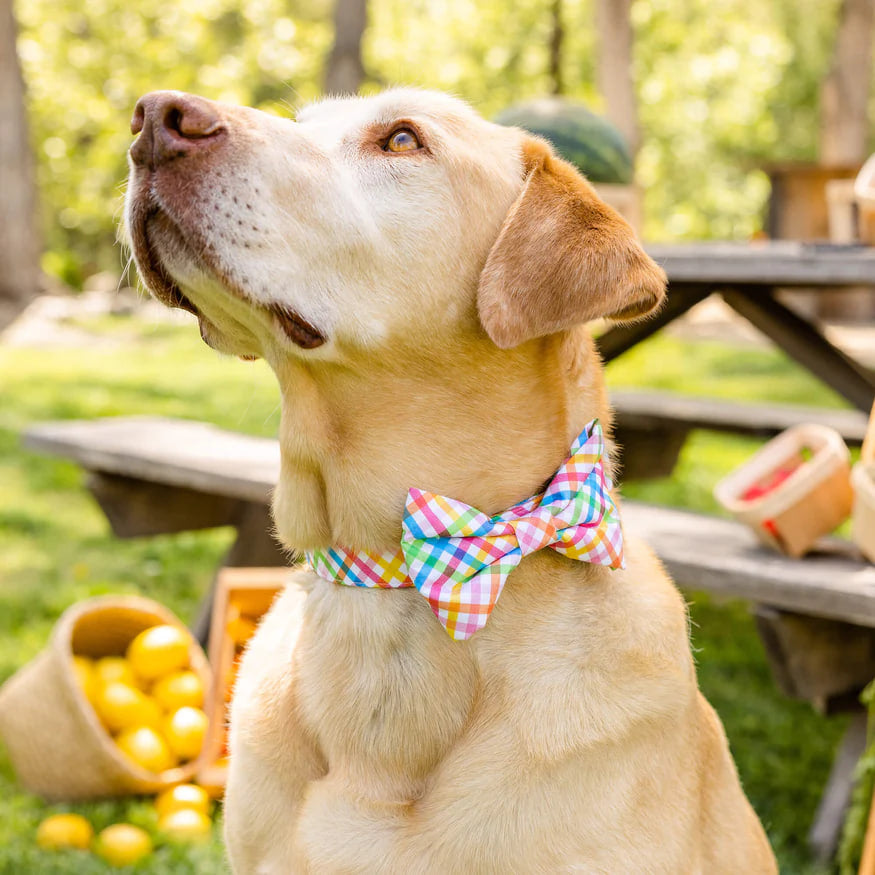 Dog and Cat Bowtie: Rainbow Gingham