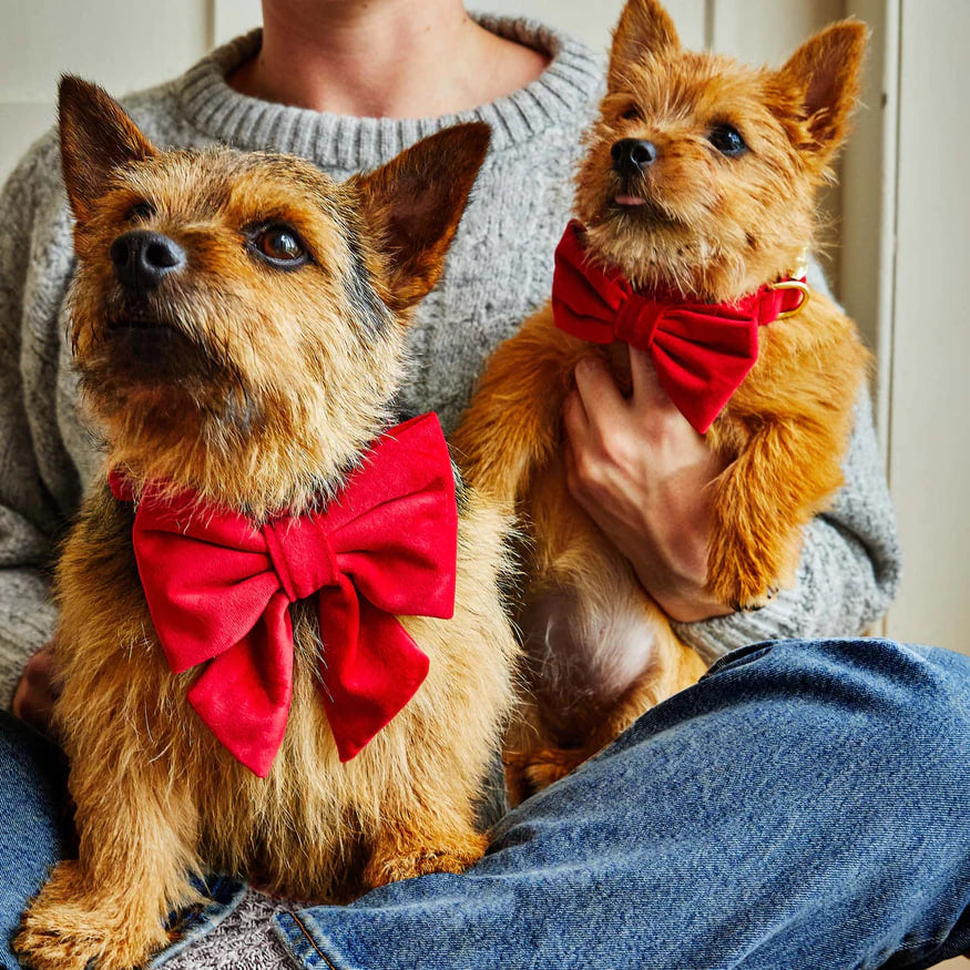 Dog and Cat Lady Bowtie: Cranberry Velvet