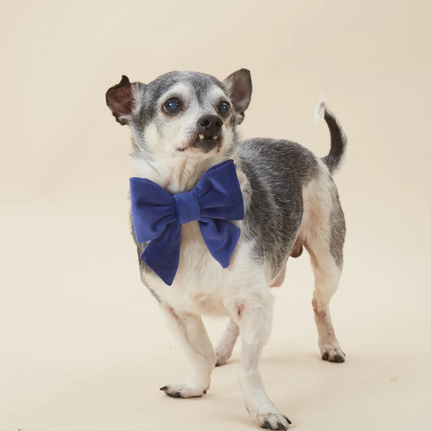 Dog and Cat Lady Bowtie: Navy Velvet