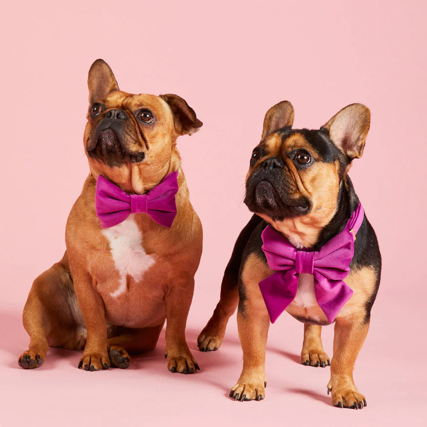 Dog and Cat Bowtie: Plum Velvet