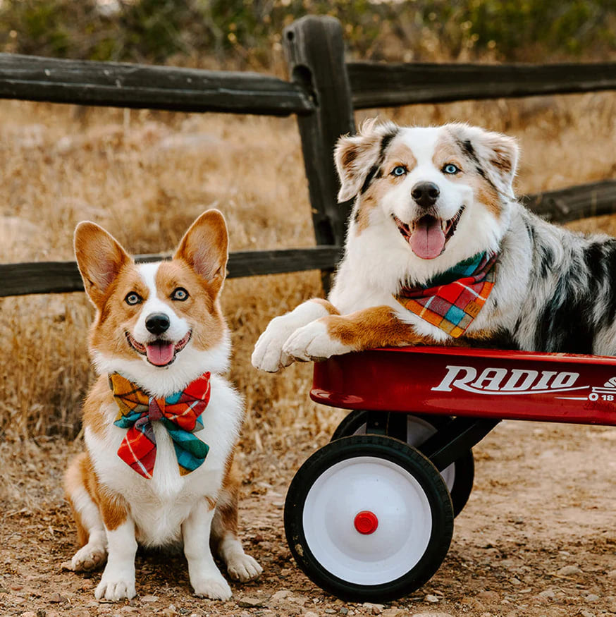 Dog and Cat Lady Bowtie: Buchanan Plaid Flannel