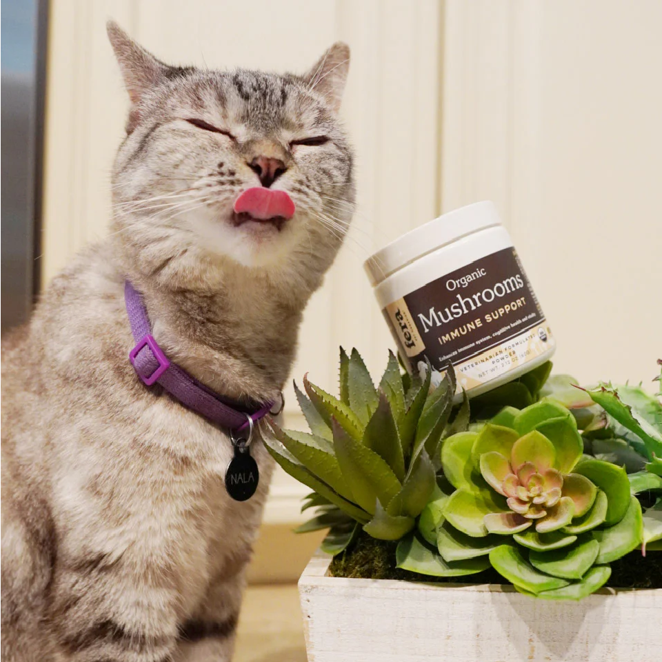 Fera Pet Organics Dog and Cat Supplement, Senior Cat Bundle