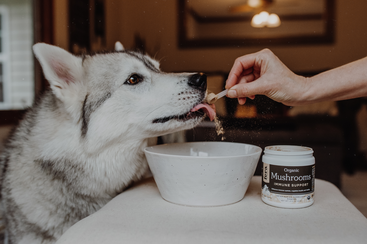 Fera Pet Organics Dog and Cat Supplement, USDA Organic Mushroom Blend for Immune Support