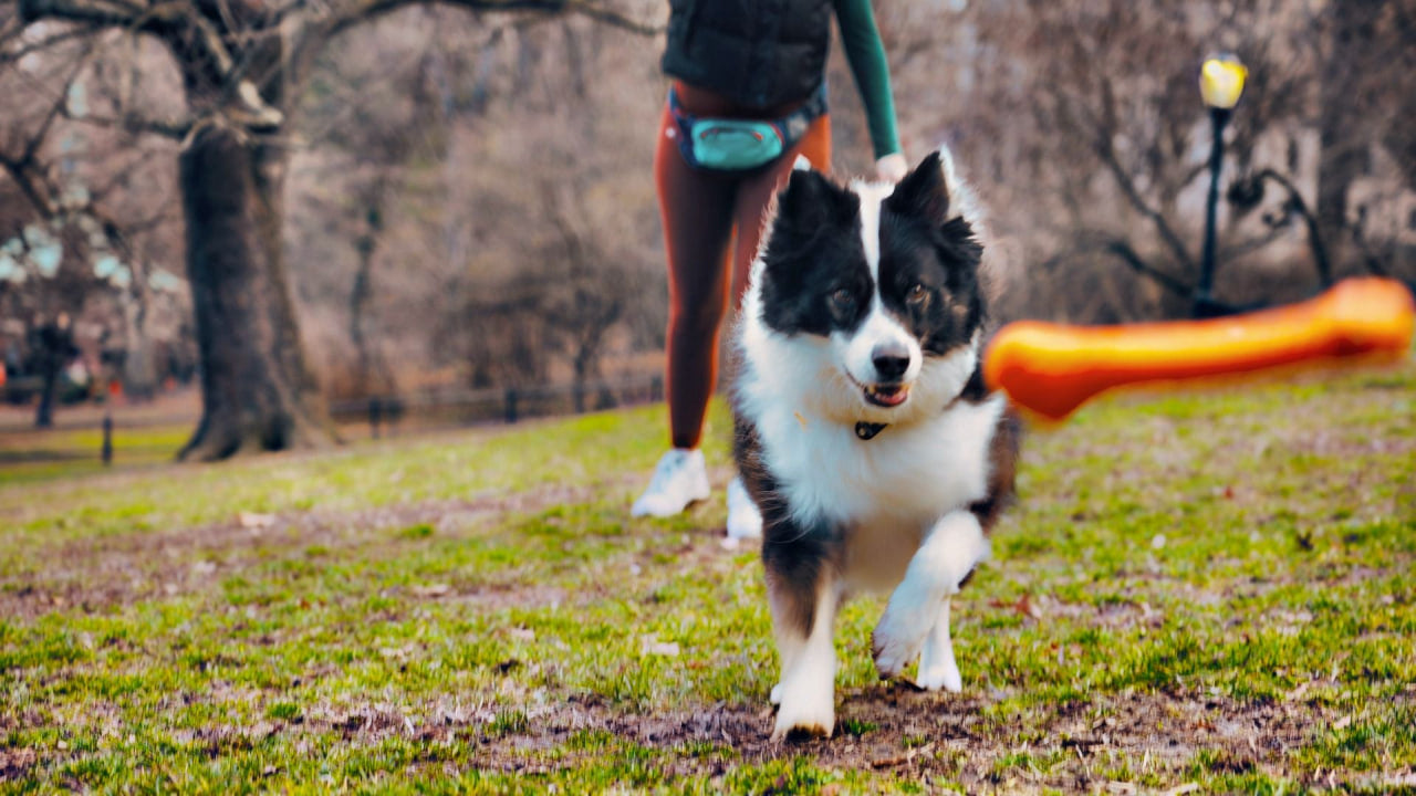 Fetch Dog Toy: Goat Sport Bone