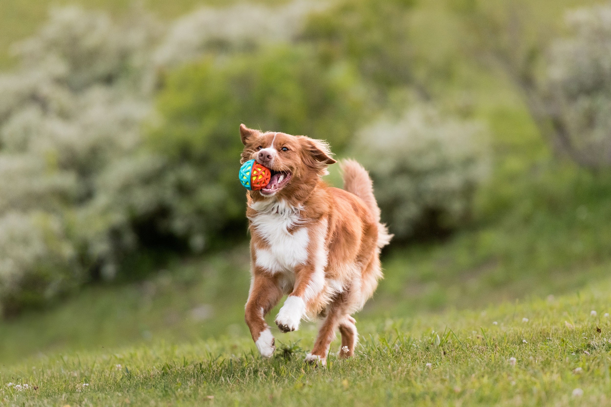 Fetch Bouncy Squeaky Dog toy, Go-Go Astro Ball