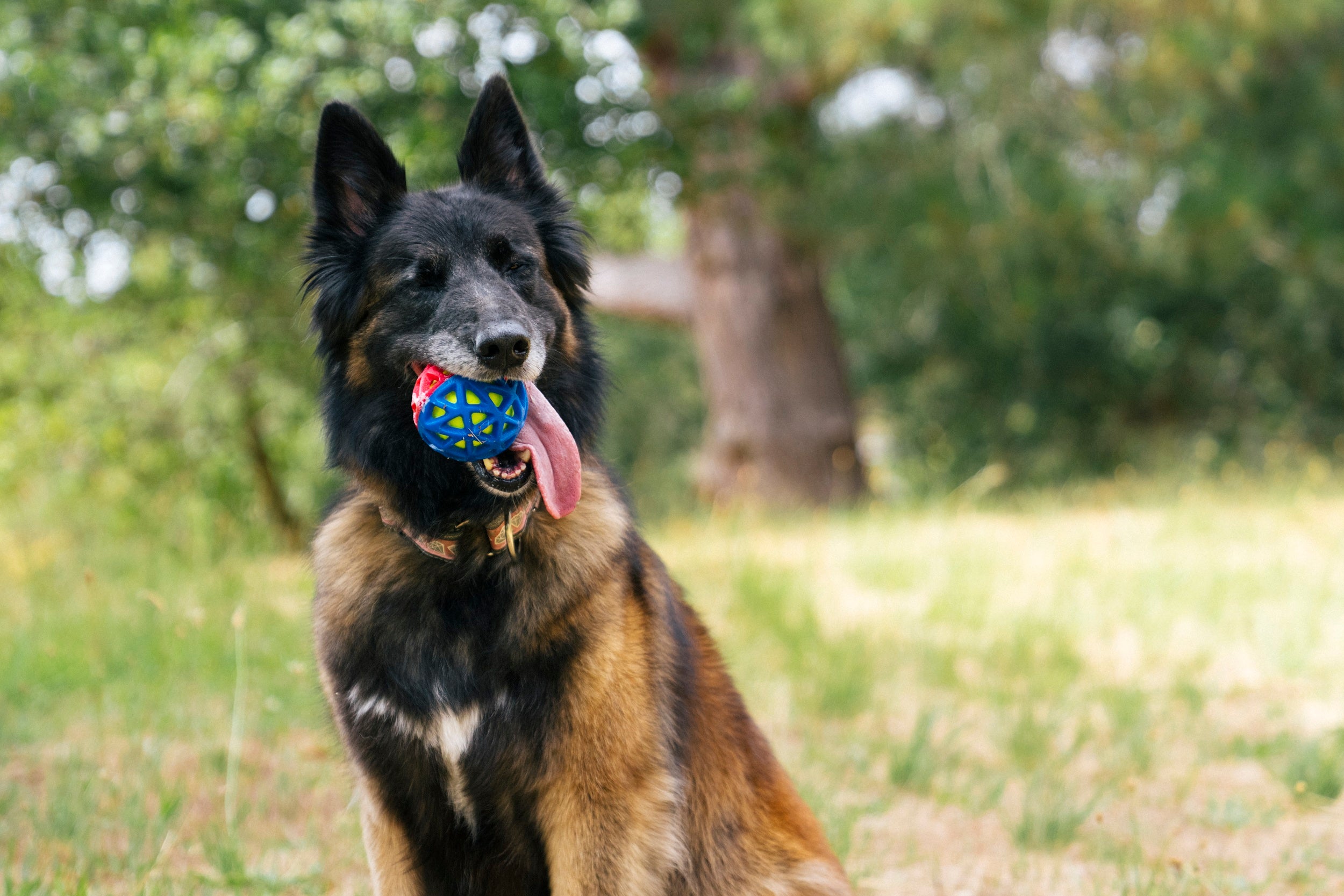Fetch Bouncy Squeaky Dog toy, Go-Go Astro Ball