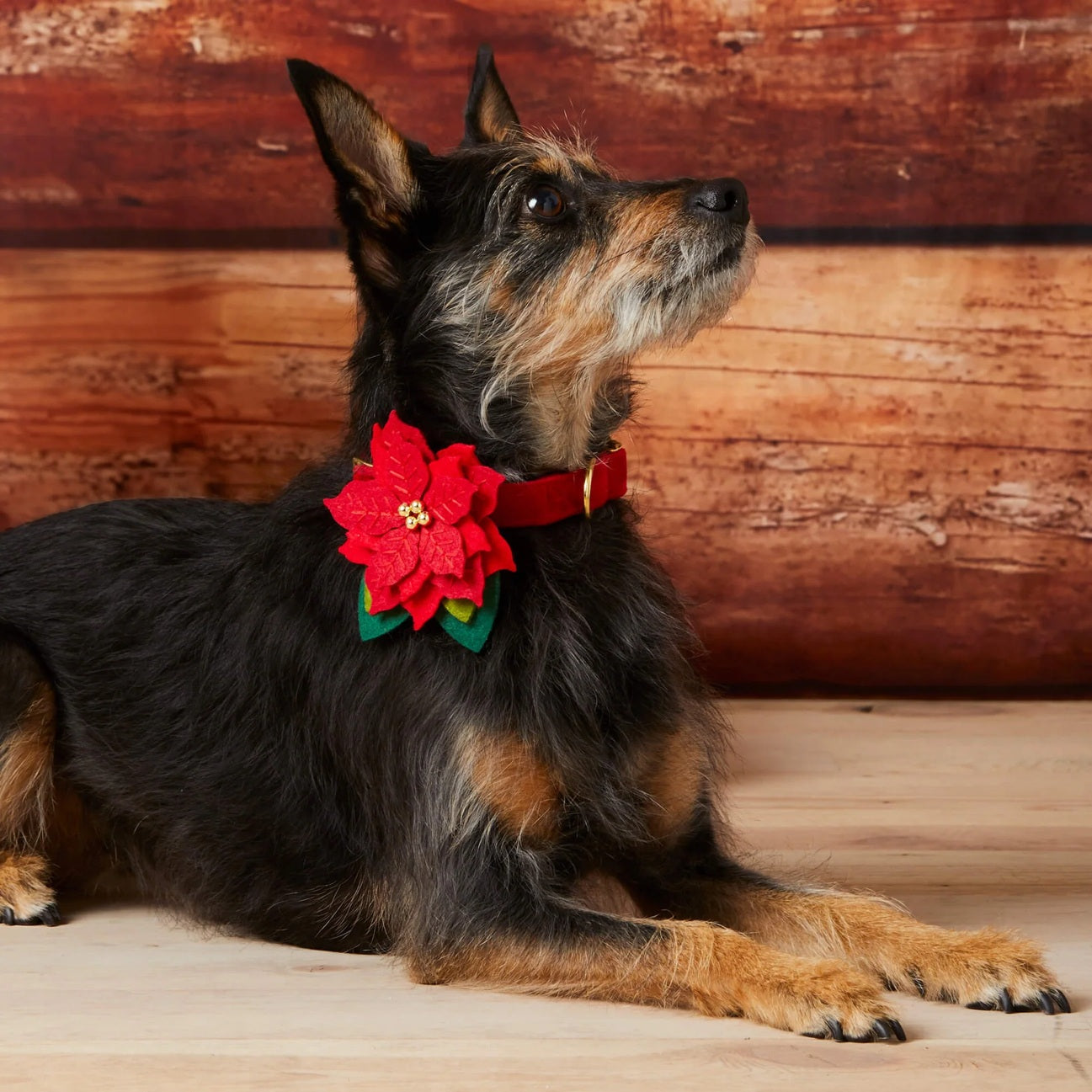 Dog Collar Attachment: Poinsettia Flower