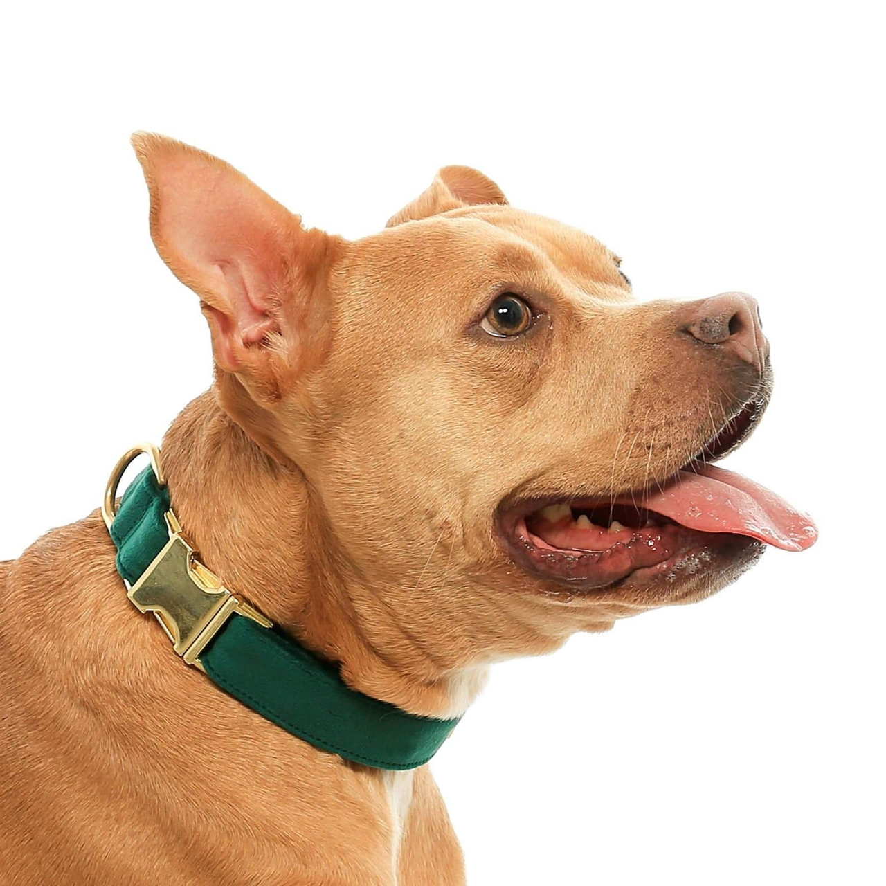 Dog Collar: Forest Green Velvet