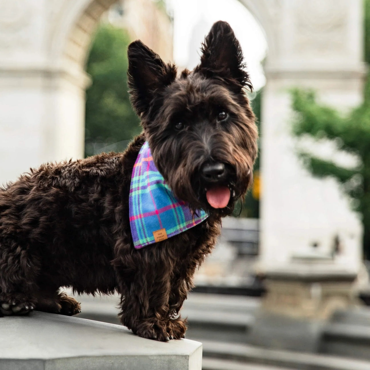 Dog and Cat Bandana: Piper Plaid Flannel