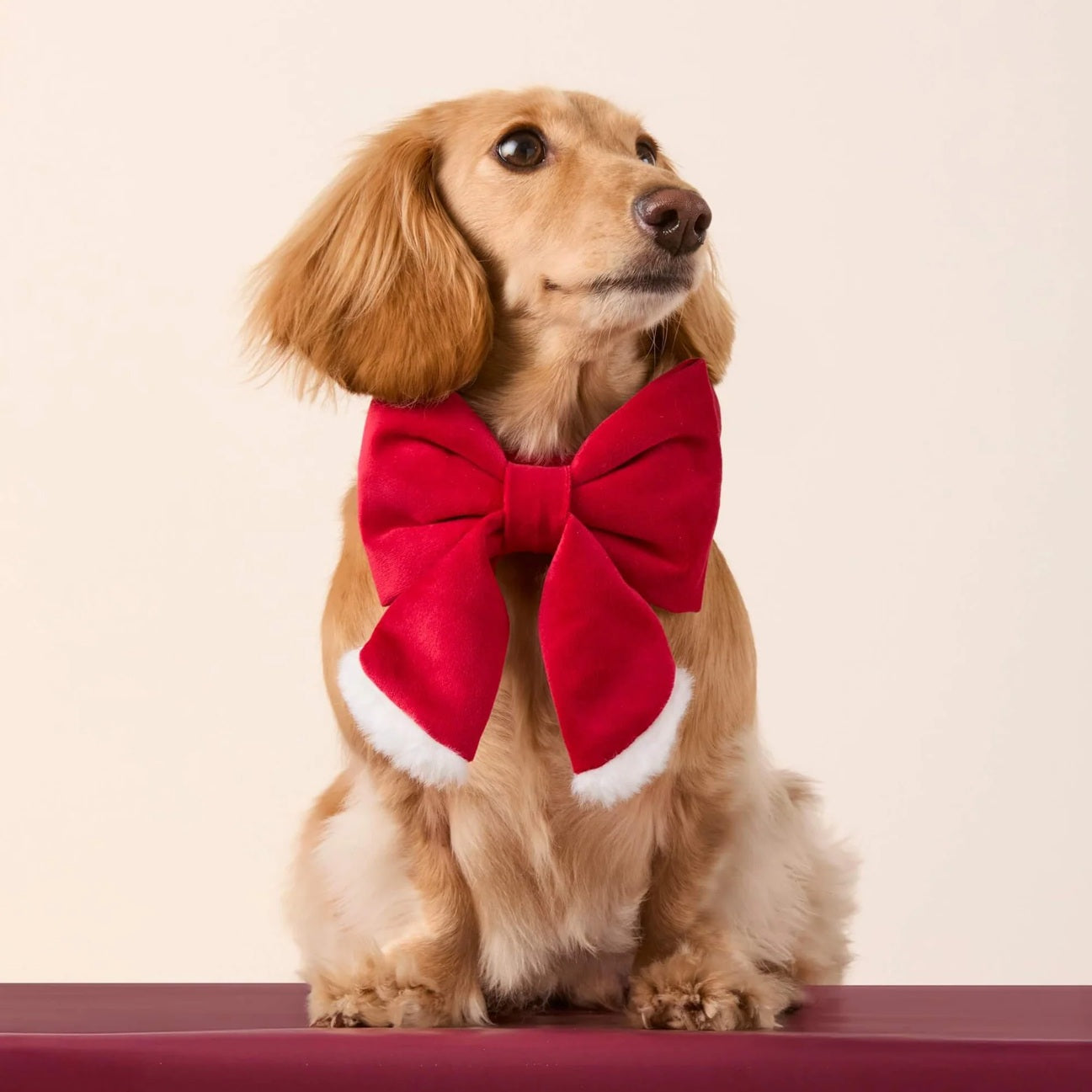 Dog and Cat Lady Bowtie: Santa Paws