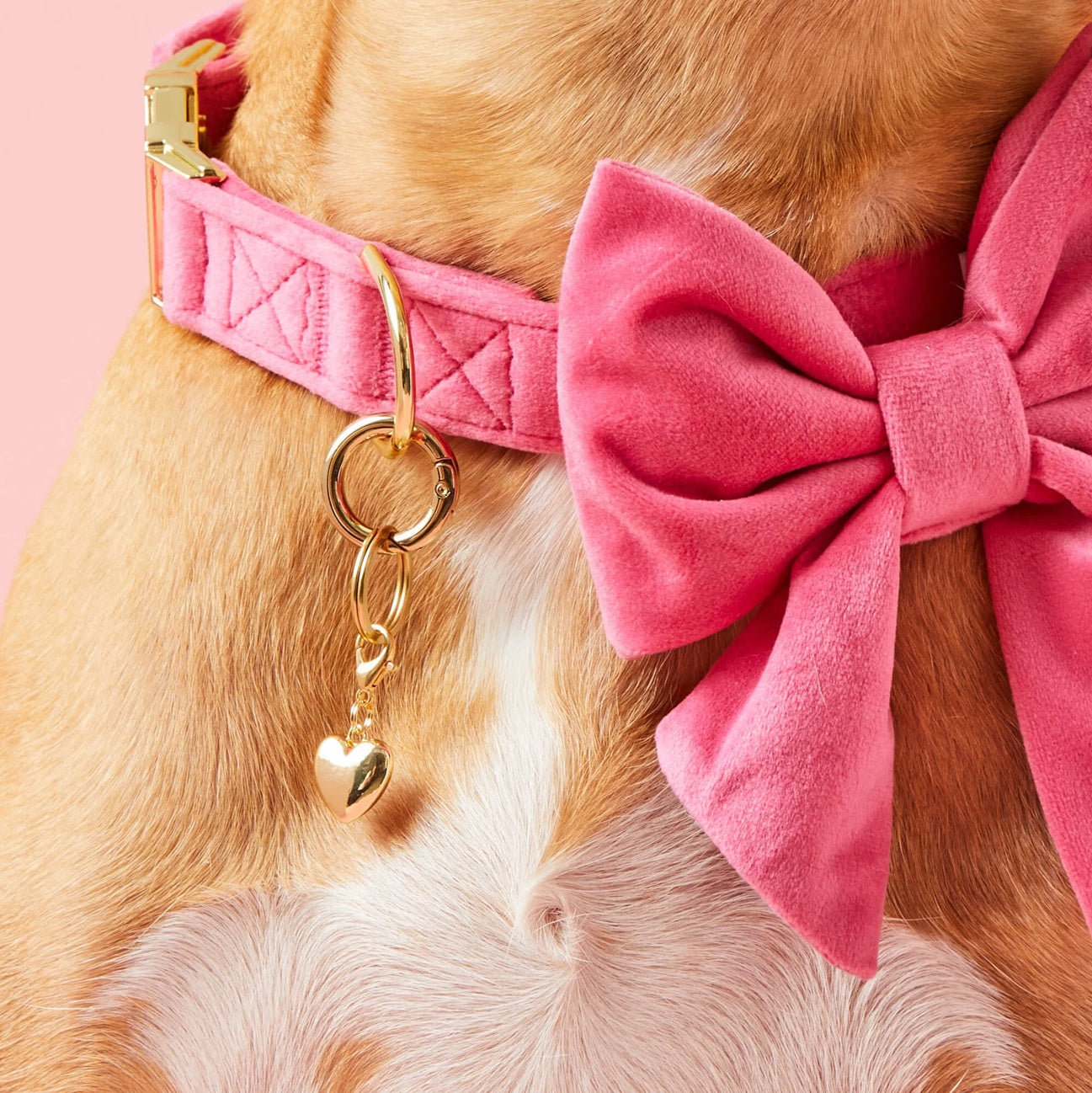Dog Collar Charm: Heart of Gold