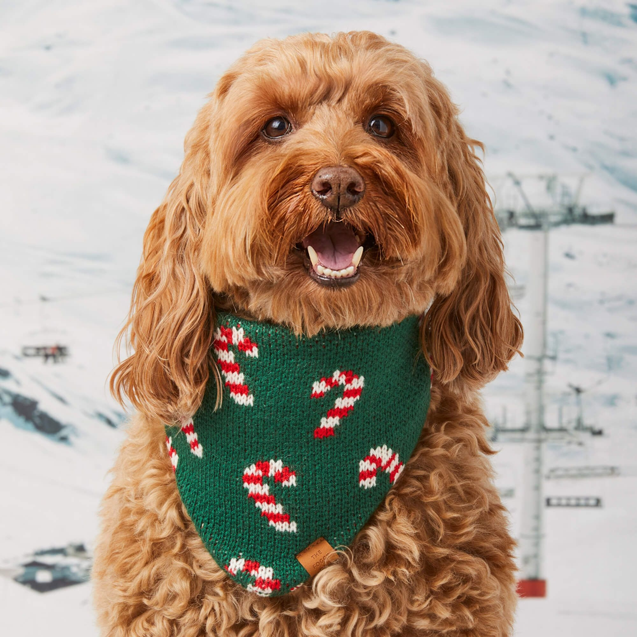 Dog and Cat Knit Bandana: Candy Canes