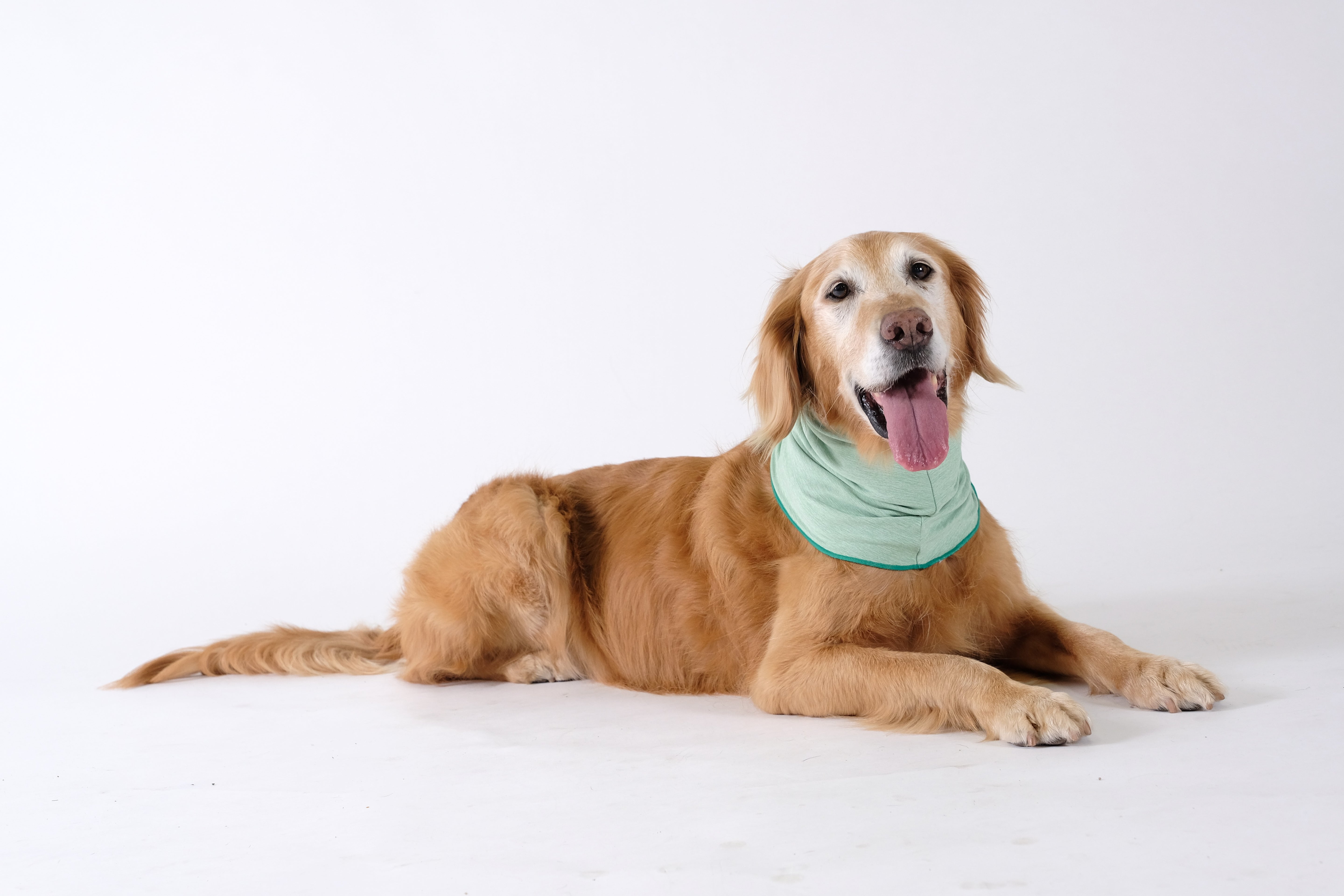 Sun Shield Snood for Dogs and Cats