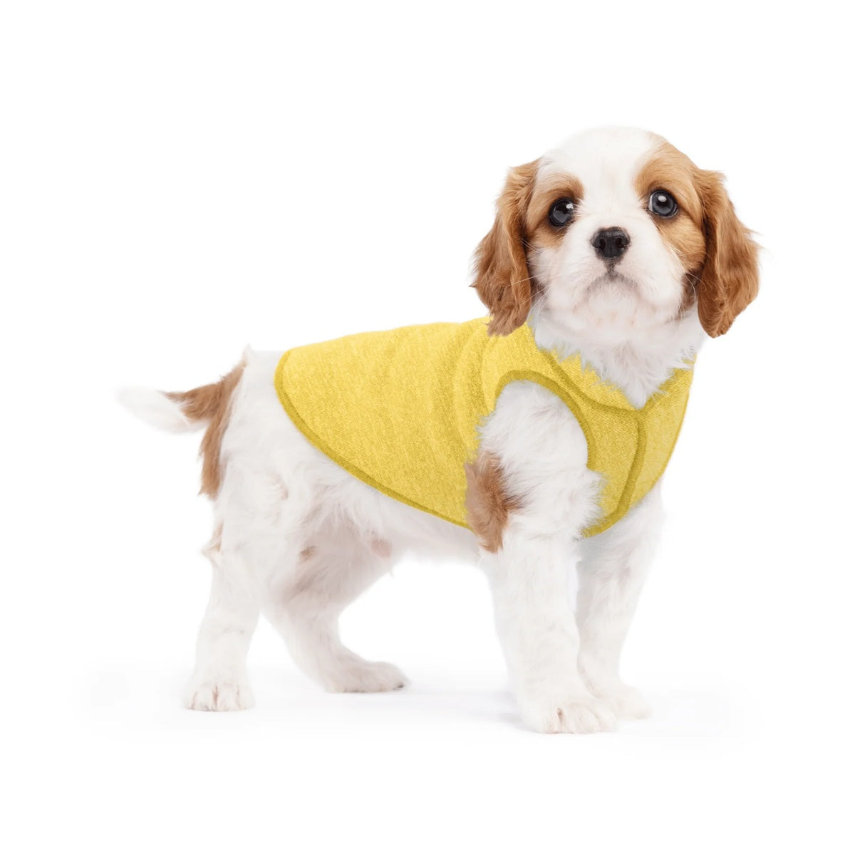 Sun Shield Tee shirts for Dogs and Cats, in Butter