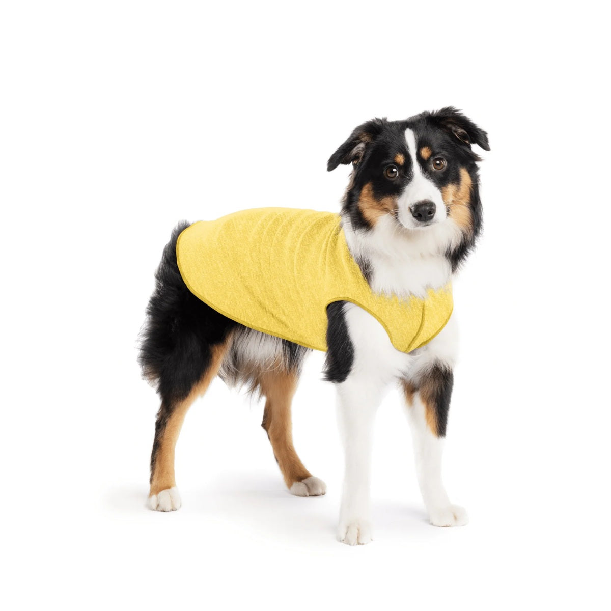 Sun Shield Tee shirts for Dogs and Cats, in Butter
