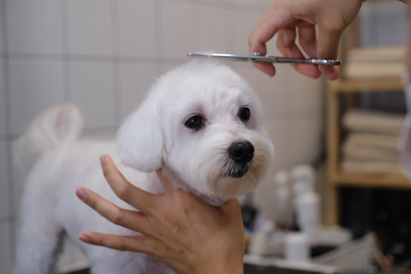 Event Workshop: Creating Low-Stress Grooming experiences for your dog/cat [CLOSED]