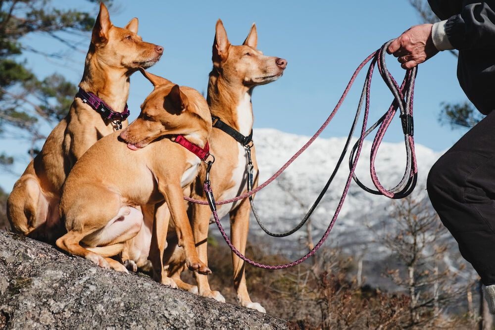 Hurtta Casual Half Choke Dog Collar