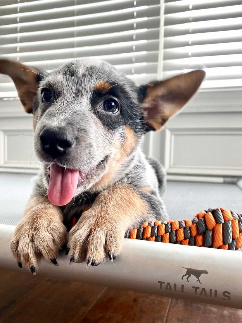 K9 COT Elevated Dog Bed: Mesh Top