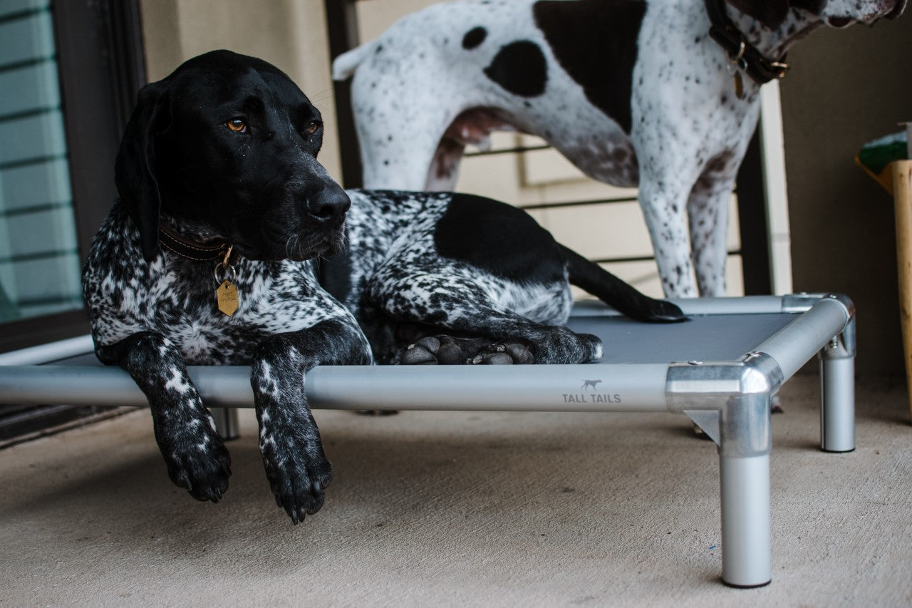 K9 COT Elevated Dog Bed: Mesh Top