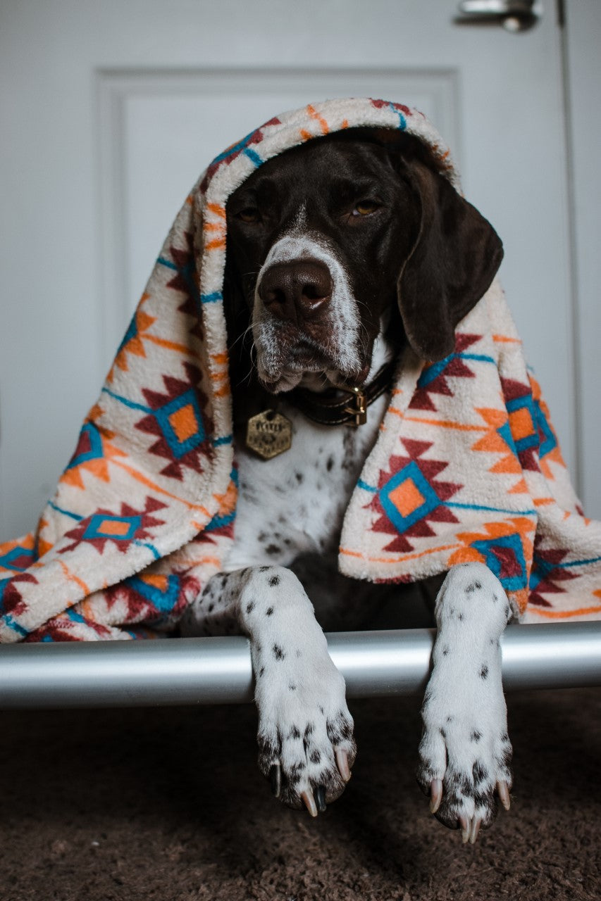 K9 COT Elevated Dog Bed: Mesh Top