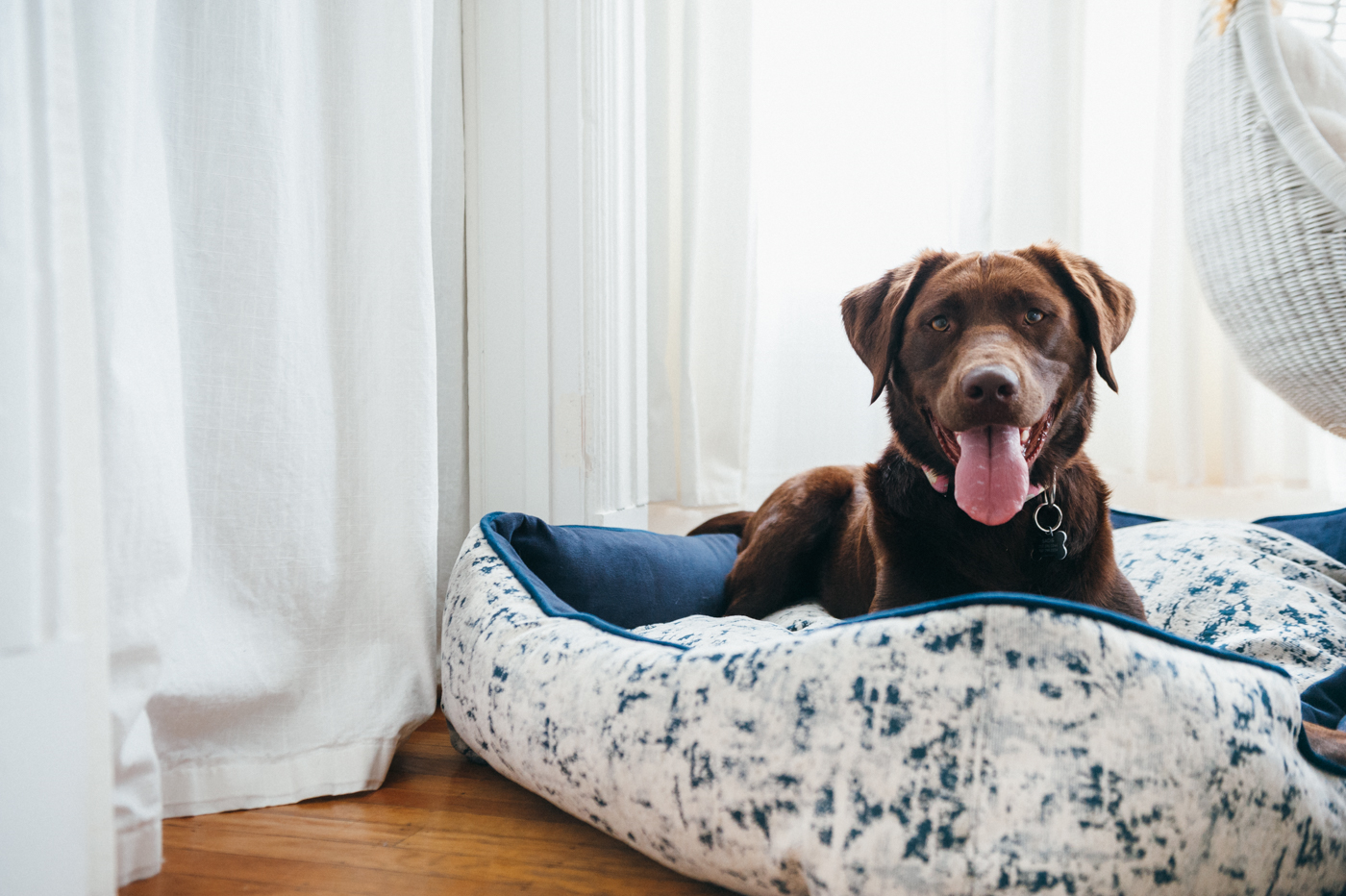 [Pre Order] Lounge Dog Bed: Celestial Midnight Blue