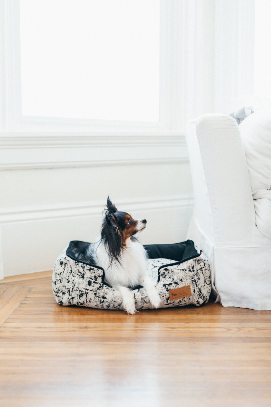 [Pre Order] Lounge Dog Bed: Celestial Night Sky Black