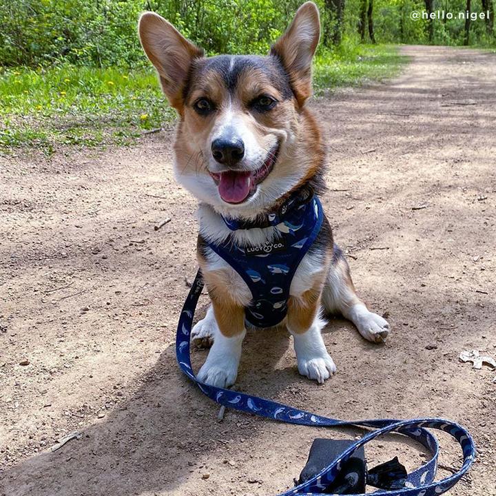 Lucy&Co Dog Collar: Shark Attack