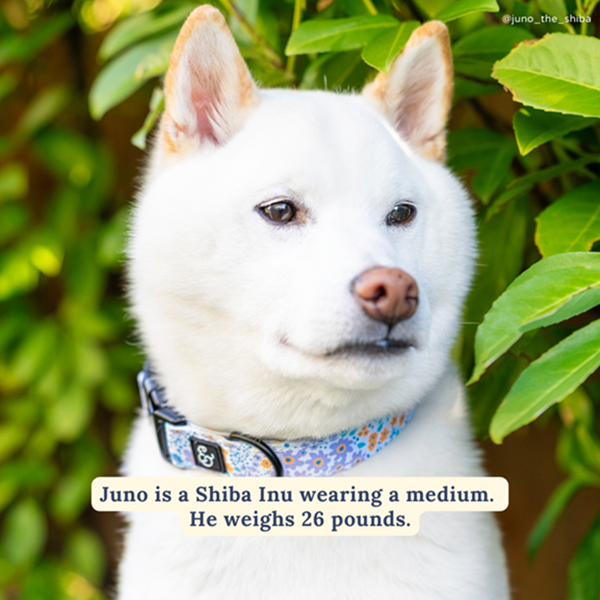 Lucy&Co Dog Collar: Among the Wildflowers