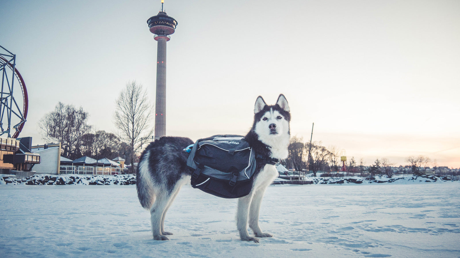Non-Stop Dog Wear: Amundsen Pack