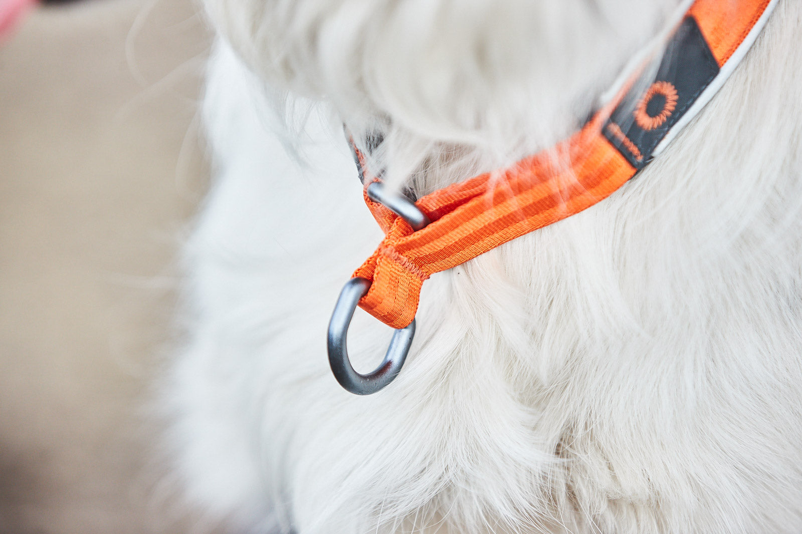 Non-Stop Dog Wear: Cruise Semi-Slip Dog Collar