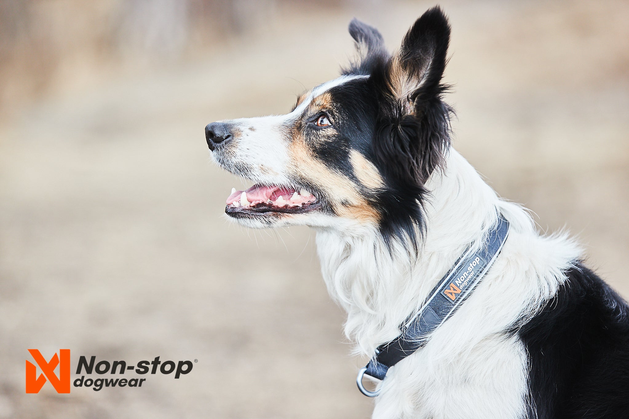 Non-Stop Dog Wear: Cruise Semi-Slip Dog Collar