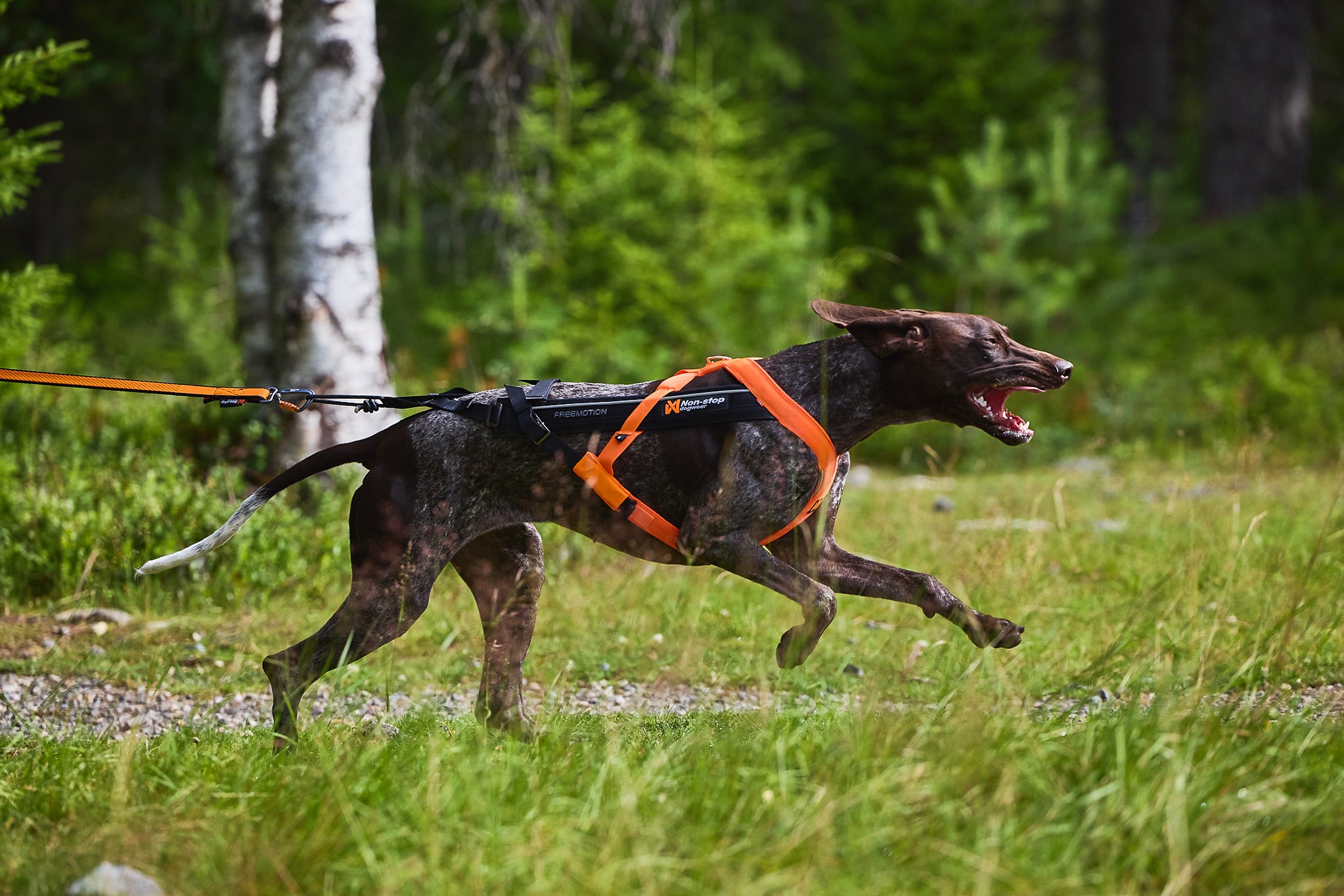 Non-Stop Dog Wear: Freemotion Harness 5.0