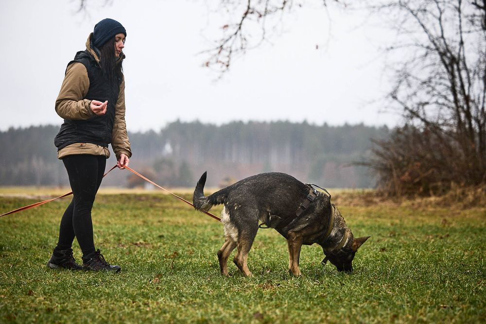 Non-Stop Dog Wear: Line Harness Grip WD - Olive