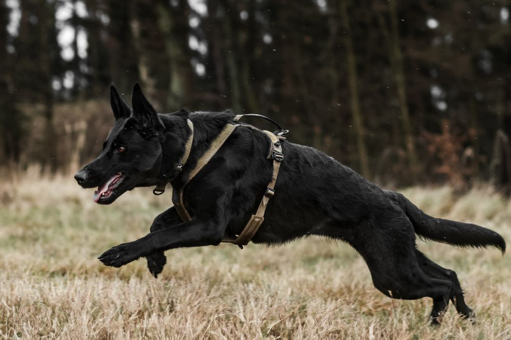 Non-Stop Dog Wear: Line Harness Grip WD - Olive