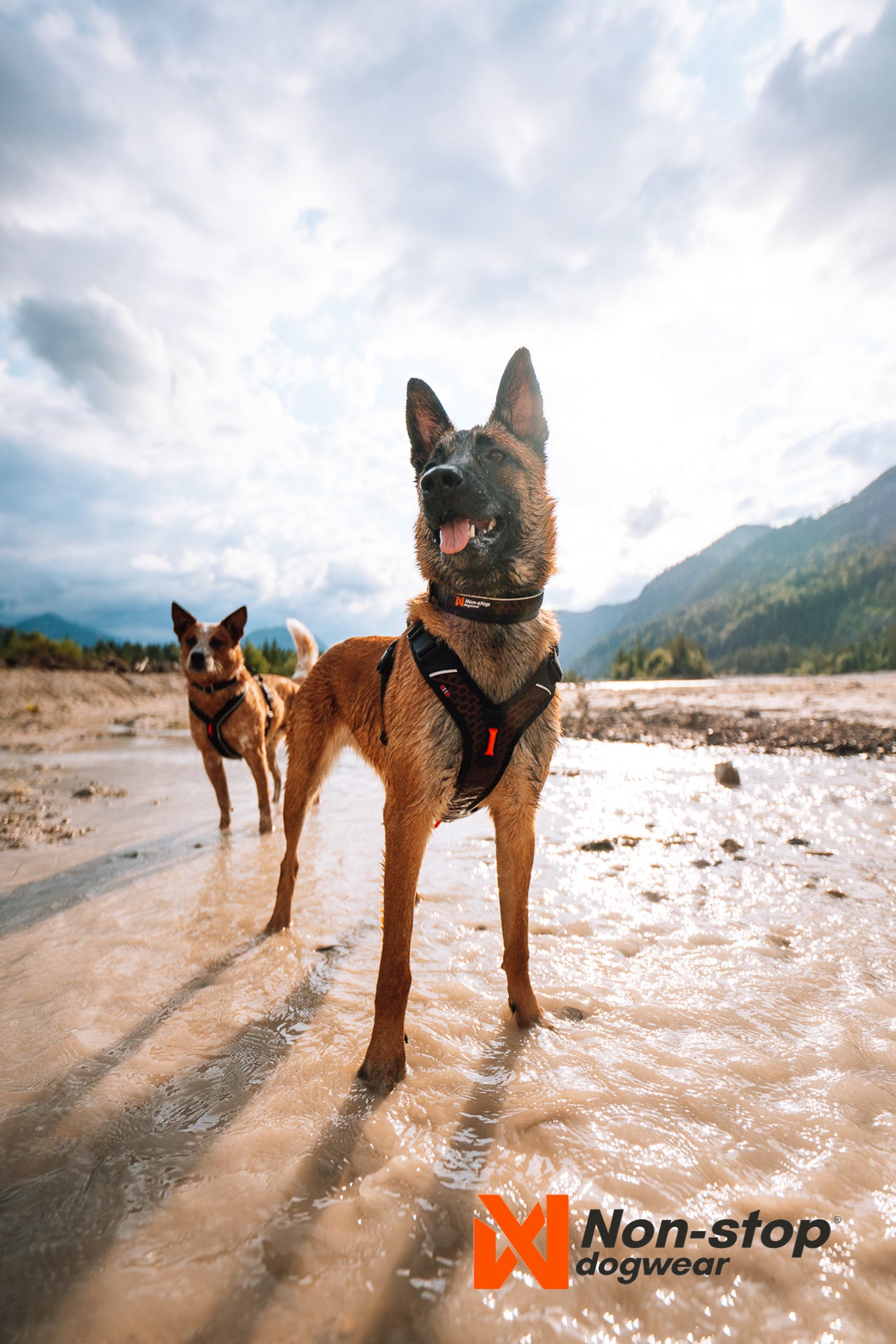 Non-Stop Dog Wear: Rock Adjustable Dog Collar