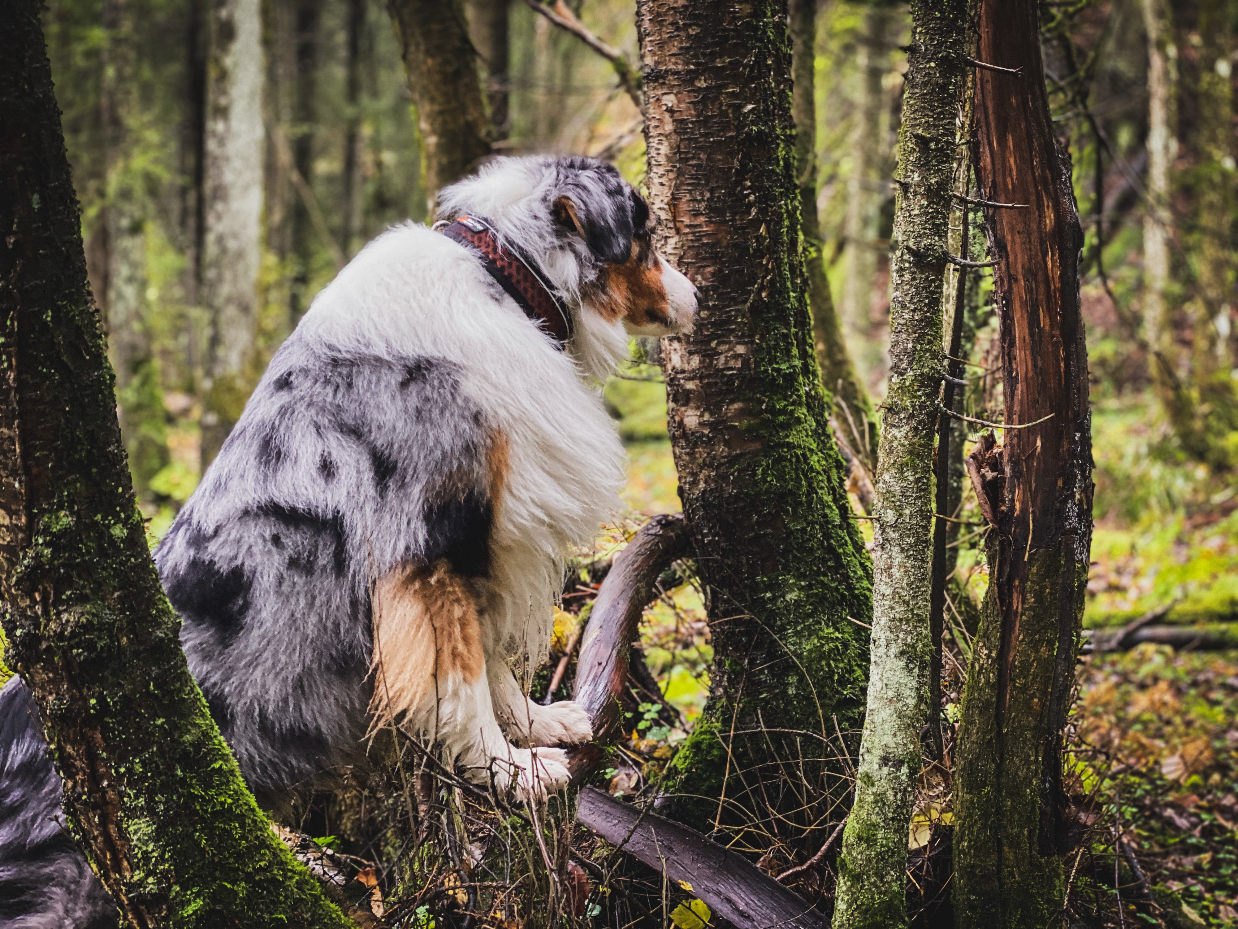 Non-Stop Dog Wear: Rock Adjustable Dog Collar