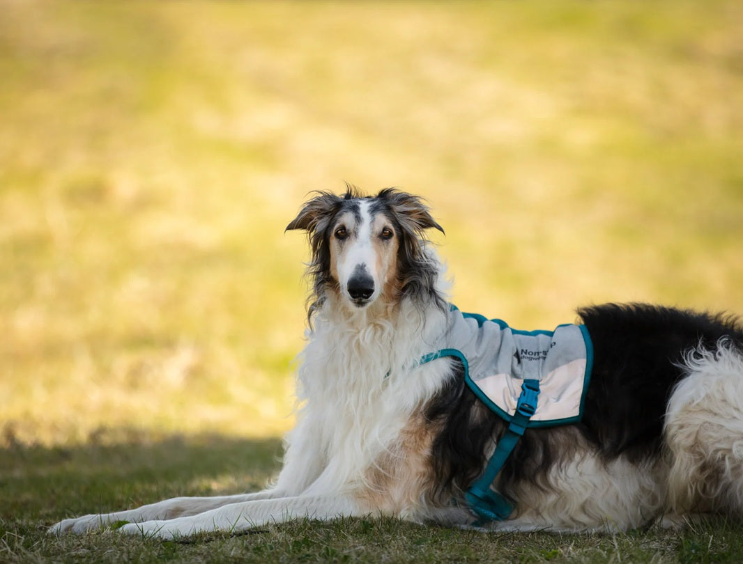 Non-Stop Dog Wear: Cooling Vest