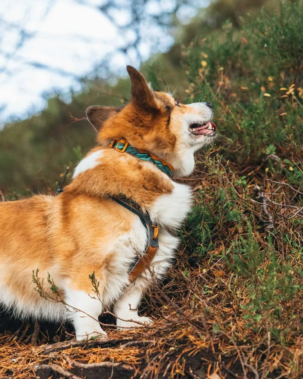 Non-Stop Dog Wear: Rachel Pohl Signature Series Trail Quest Dog Collar Teal/Oak