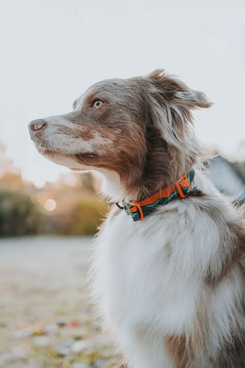 Non-Stop Dog Wear: Rachel Pohl Signature Series Trail Quest Dog Collar Teal/Oak