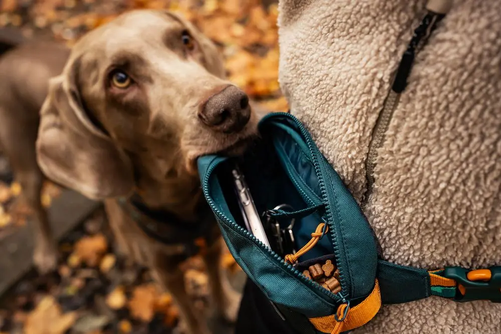 Non-Stop Dog Wear : Rachel Pohl Signature Series Trail Quest Fanny Pack Teal/Oak