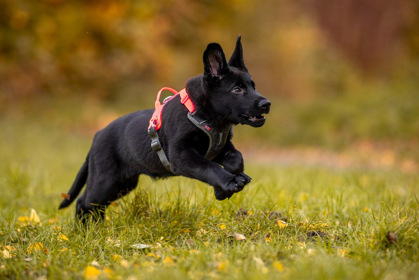 Non-Stop Dog Wear: Ramble Harness