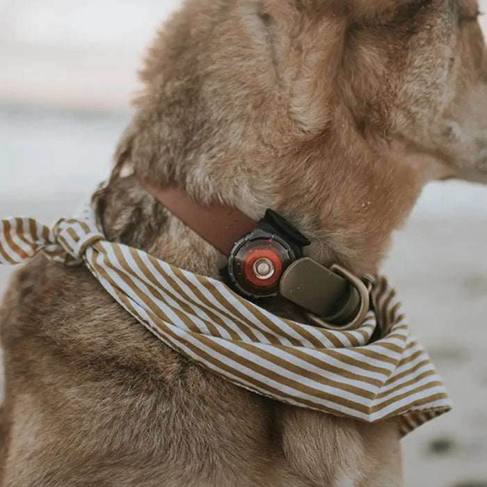 Active dog wearing Orbiloc safety light with gray mode selector ring PRO