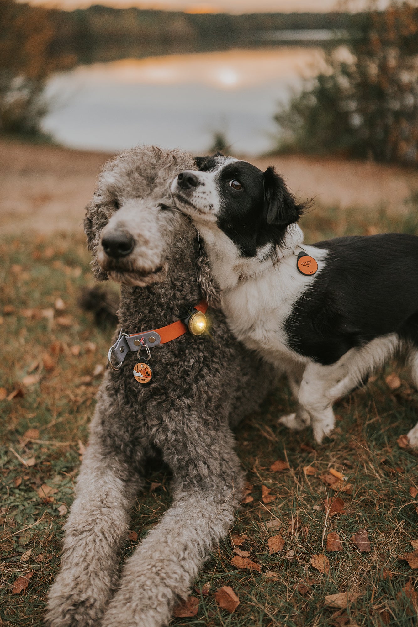 Orbiloc Dual LED Dog Safety Light, Gold