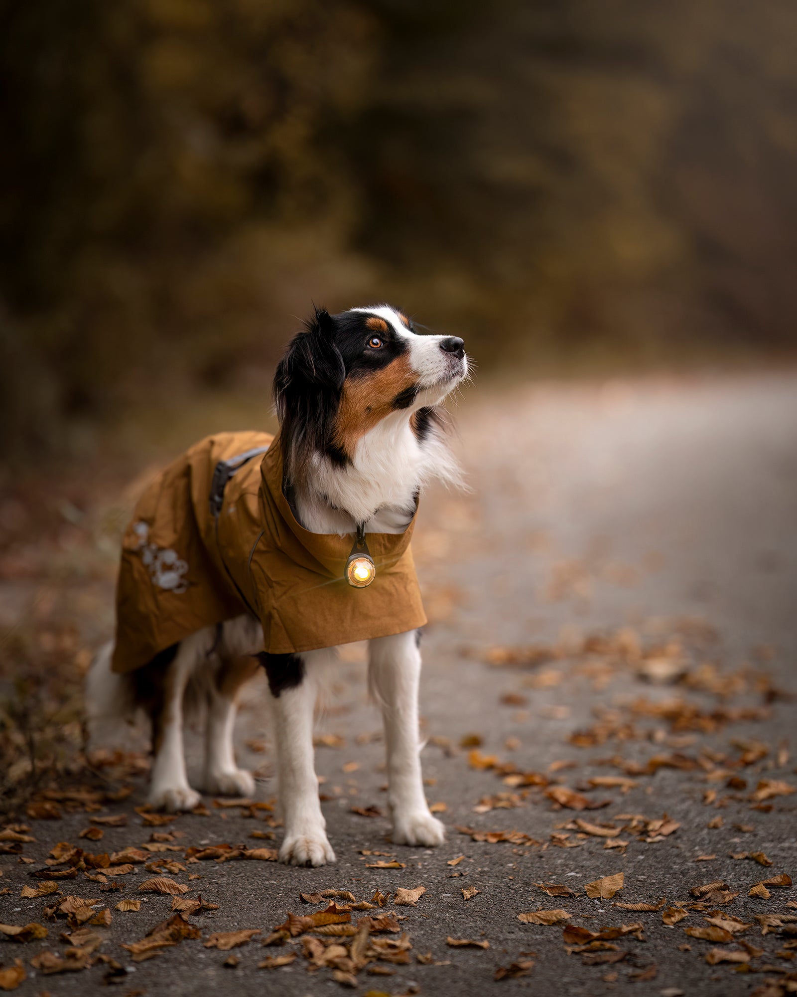 Orbiloc Dual LED Dog Safety Light, Gold